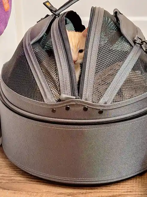 A small orange tabby cat peeks out from the top opening of a grey, mesh-covered pet carrier that is zipped halfway down. The…