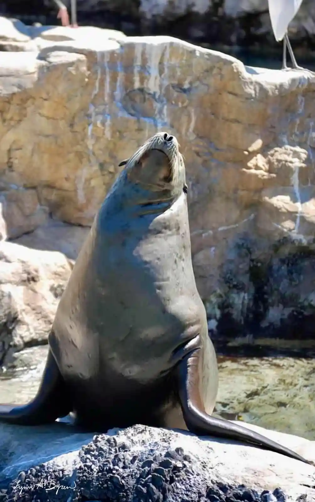 A sea lion sits upright on a rocky surface, its head tilted back and mouth open as if in deep contemplation. The background…