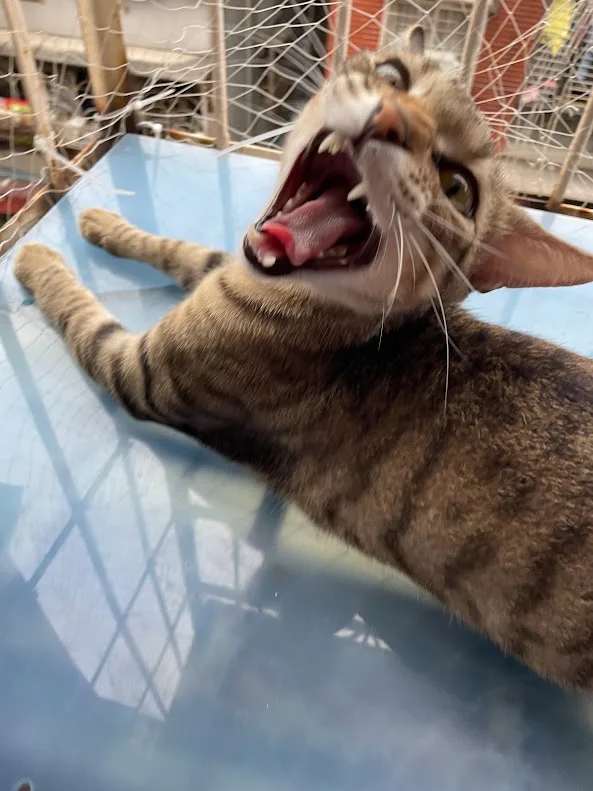 A tabby cat lies on its back on a blue surface, mouth wide open in a dramatic expression showing teeth and tongue, eyes wide…