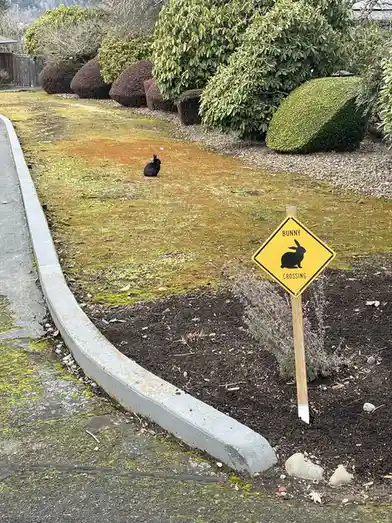 A black rabbit sits on a patchy lawn near a sidewalk, beside a yellow diamond-shaped sign that reads 'BUNNY CROSSING' with a…