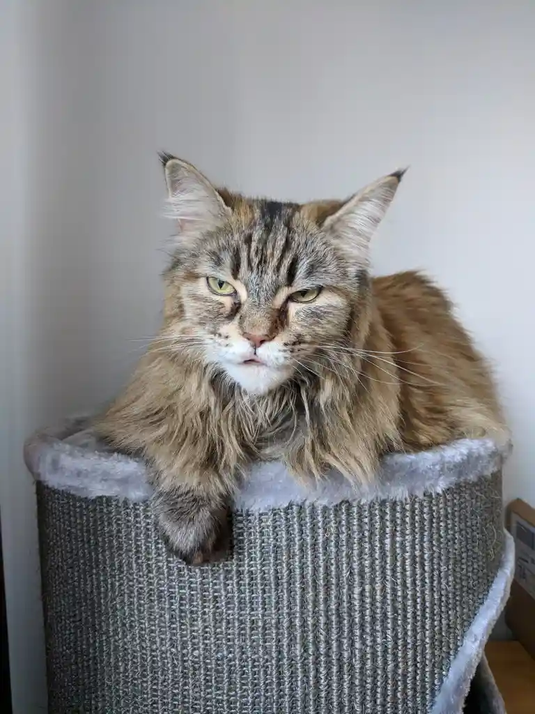 A long-haired tabby cat with a grumpy expression sits atop a grey sisal cat tree, looking directly at the camera with…