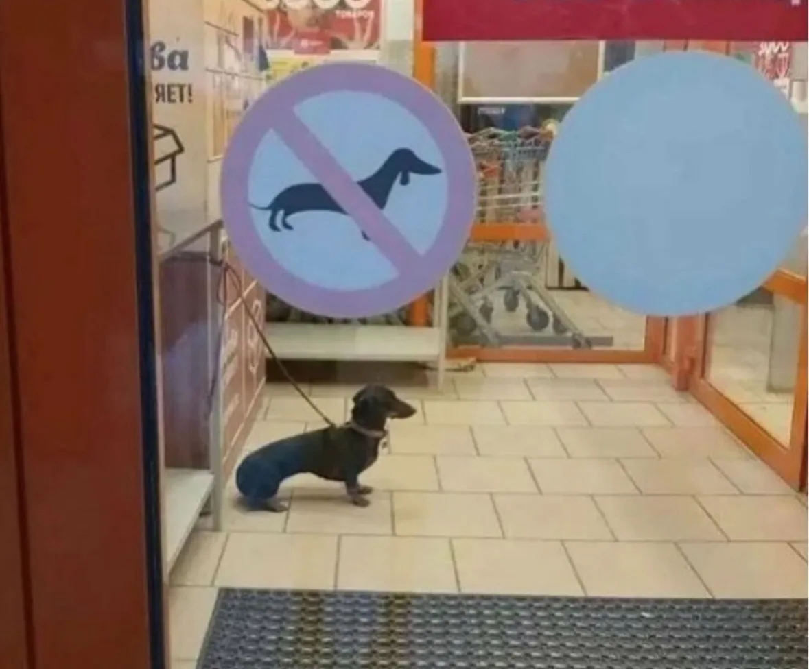A black dachshund on a leash stands inside a store, looking toward the entrance. On the glass door, a circular sign with a…