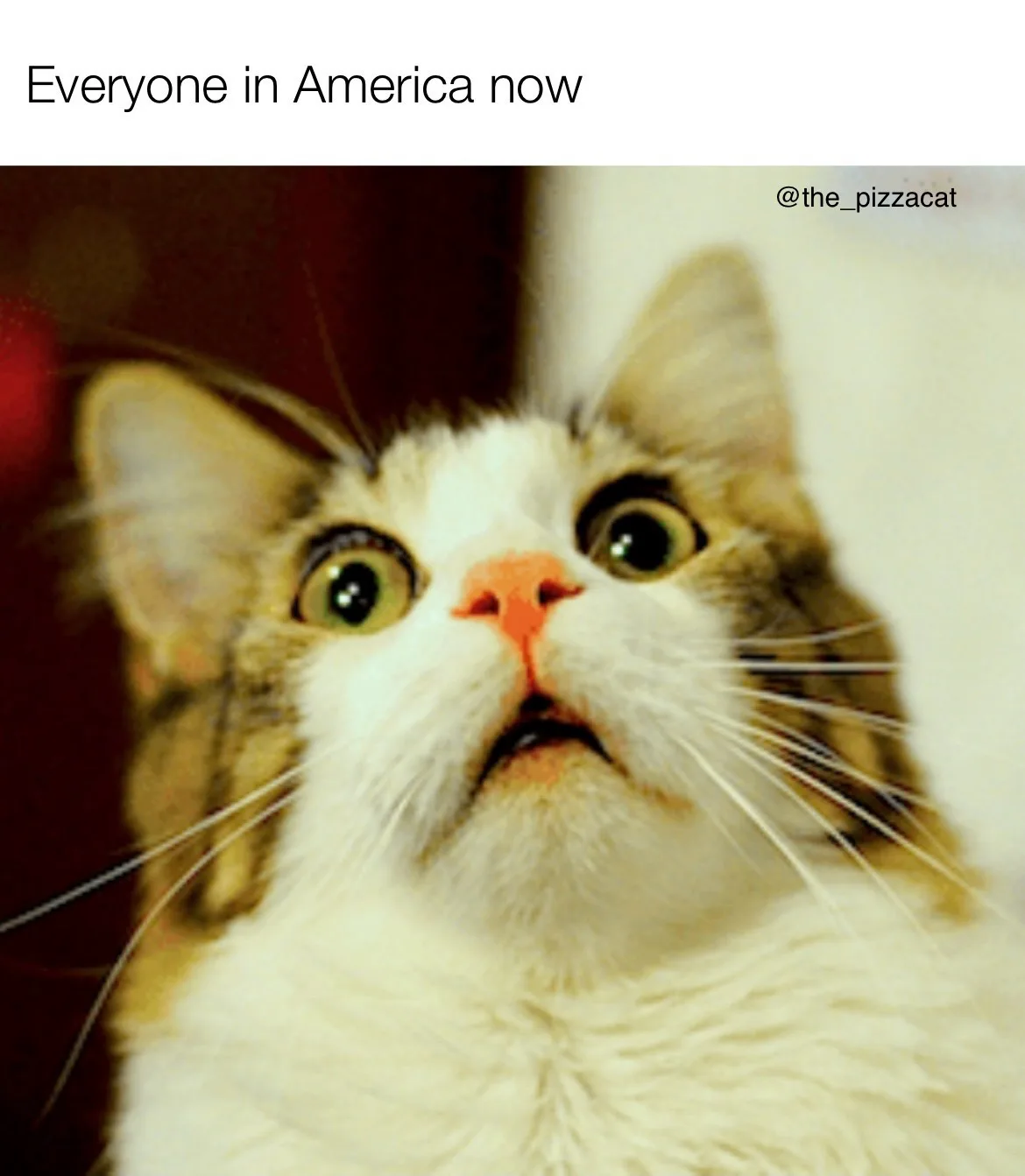 A close-up photo of a fluffy white and brown cat with wide, startled green eyes and an open mouth, looking upward in shock…
