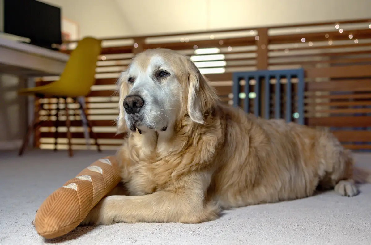 A golden retriever with a tired, soulful expression lies on a carpeted floor, its front paw resting on a plush toy shaped…
