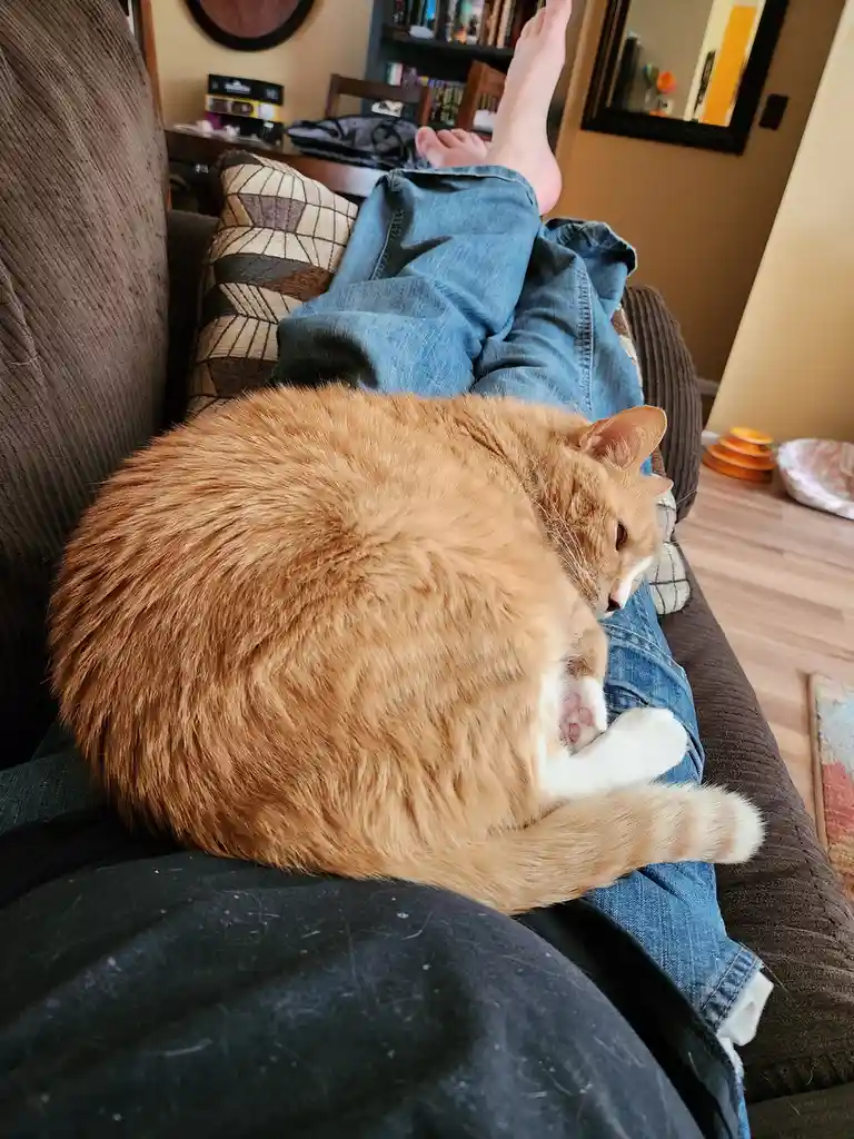 A fluffy orange and white cat is curled up and sleeping on a person's lap while they sit on a brown couch with their feet…