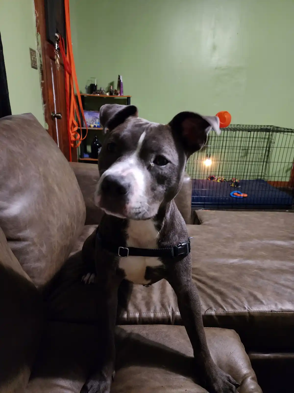 A gray and white pit bull-type dog sits upright on a brown leather couch, looking directly at the camera with a calm…