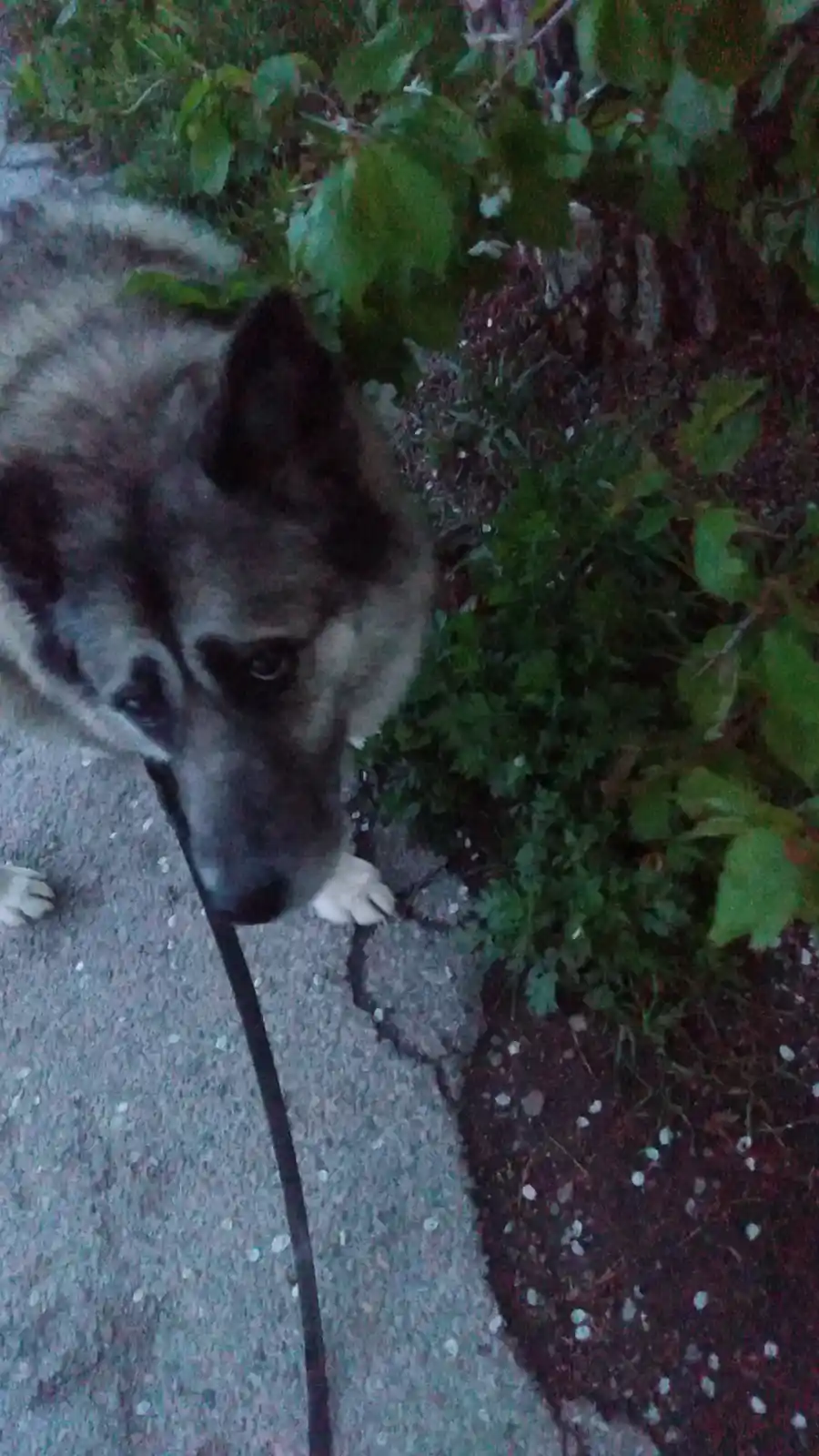 A close-up photo of a gray and black dog with a leash in its mouth, looking up at the camera with a sad or disappointed…