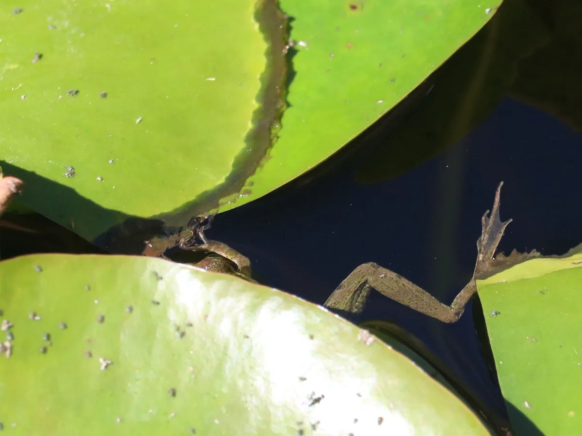 A frog is partially submerged in water between two large green lily pads, with only its legs and part of its body visible…