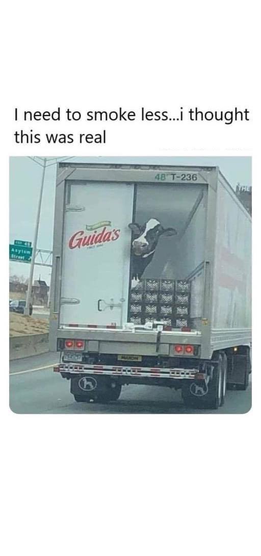 A black-and-white cow is peeking its head out from the open back door of a white delivery truck labeled 'Guida's Dairy'. The…