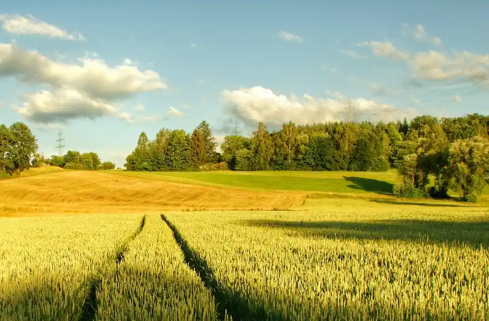 A serene landscape photo of golden wheat fields under a partly cloudy blue sky, with green rolling hills and a forest line…