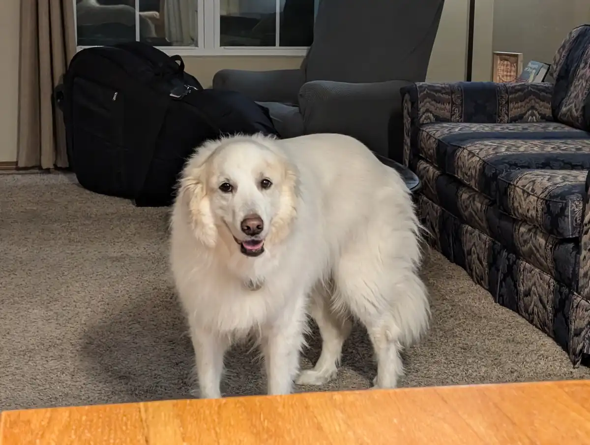 A fluffy white dog stands in a living room, looking directly at the camera with a happy expression. Behind it are a black…