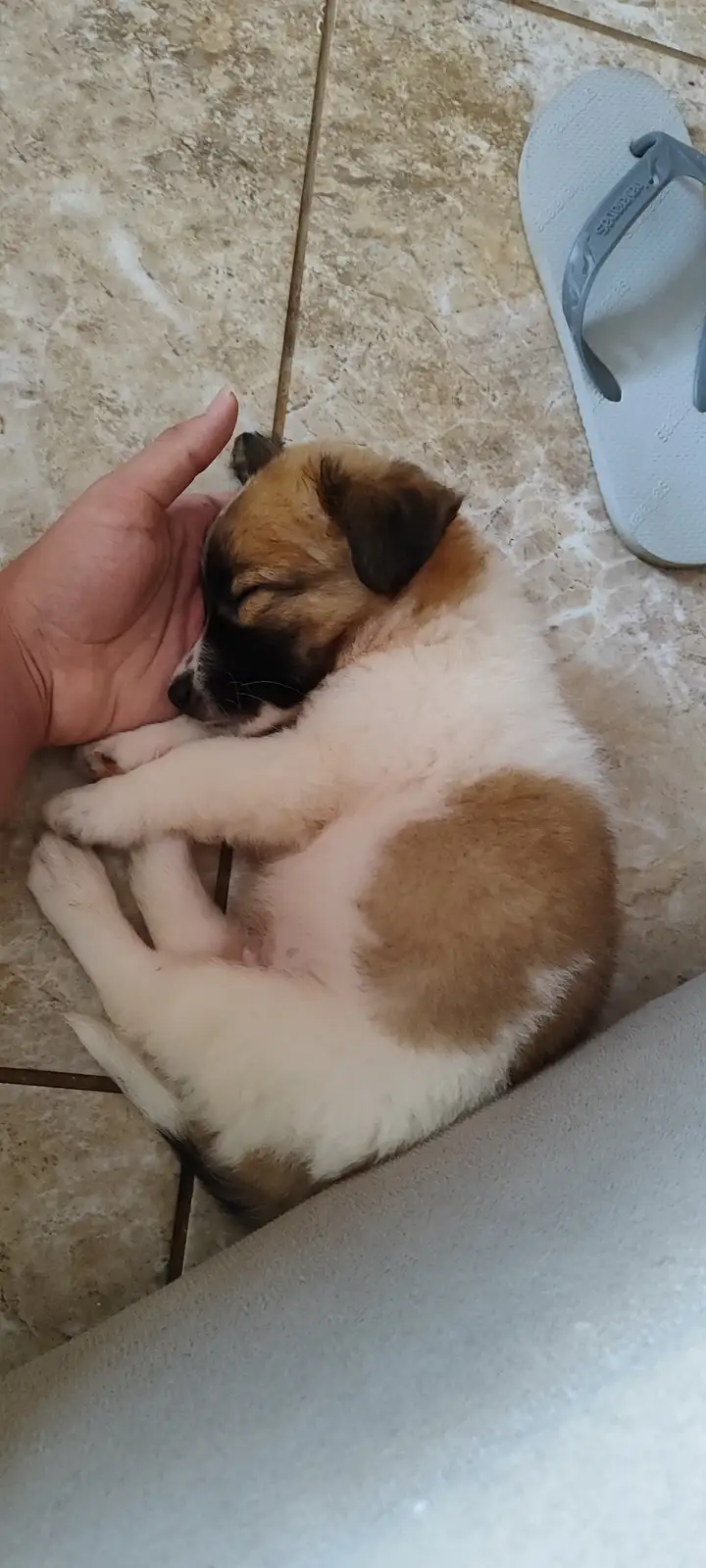 A small, sleeping puppy with white and brown fur curls up on a tiled floor, its eyes closed as a person's hand gently rests…
