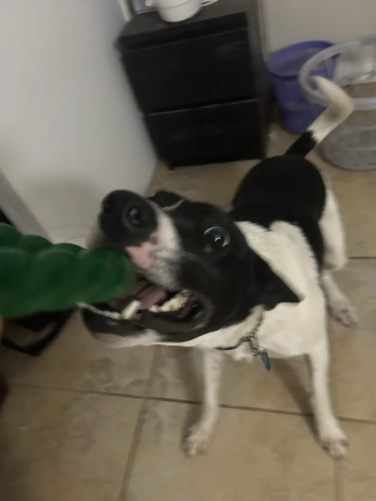 A black and white dog with wide, expressive eyes looks up at the camera while enthusiastically biting a green chew toy. The…
