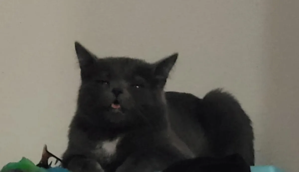 A fluffy gray cat with a white chest is lying down with its mouth slightly open and eyes half-closed, appearing very relaxed…