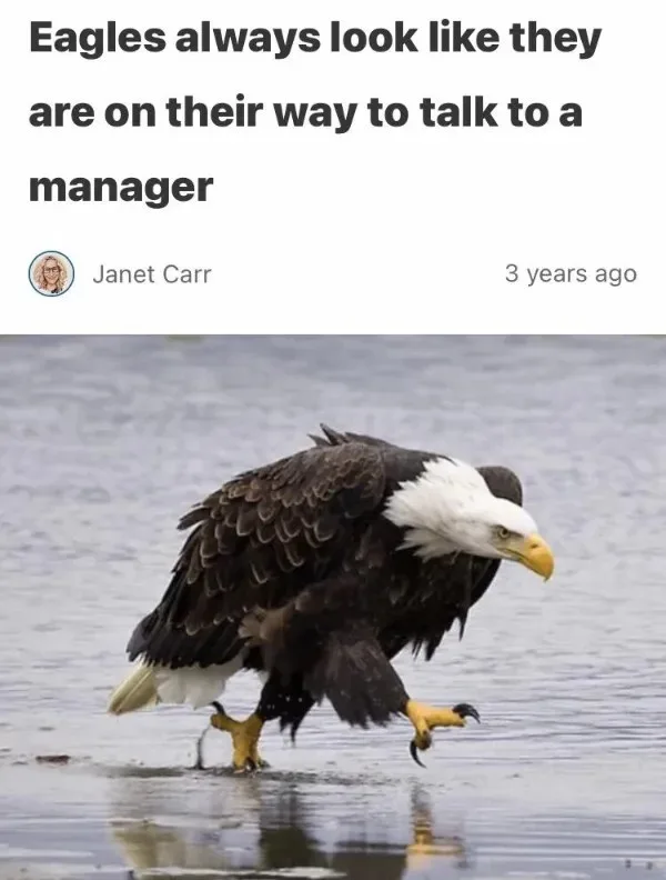 A bald eagle stands in shallow water, its body angled forward with one foot lifted as if walking purposefully. The bird's…