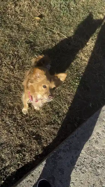 A small, fluffy, light-brown dog with a pink collar looks up at the camera from a patch of dry grass, partially in shadow…