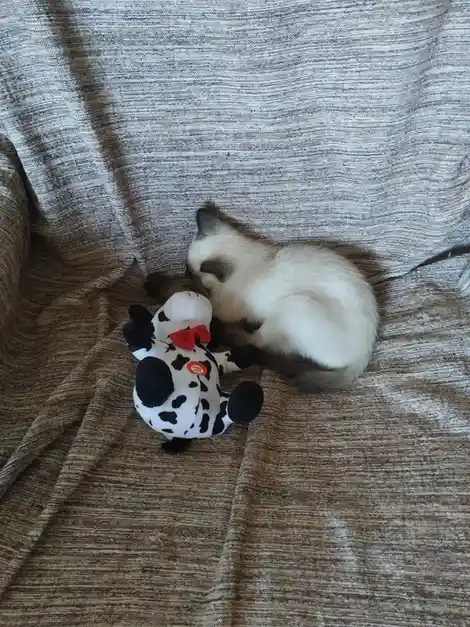 My Cat: The Furry Companion Everyone Loves
