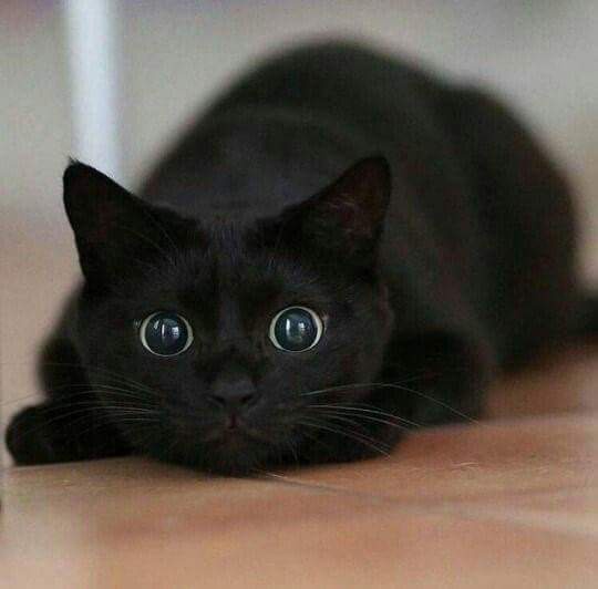 A black cat with large, wide, reflective eyes is lying low on a wooden floor, looking directly at the camera with an…