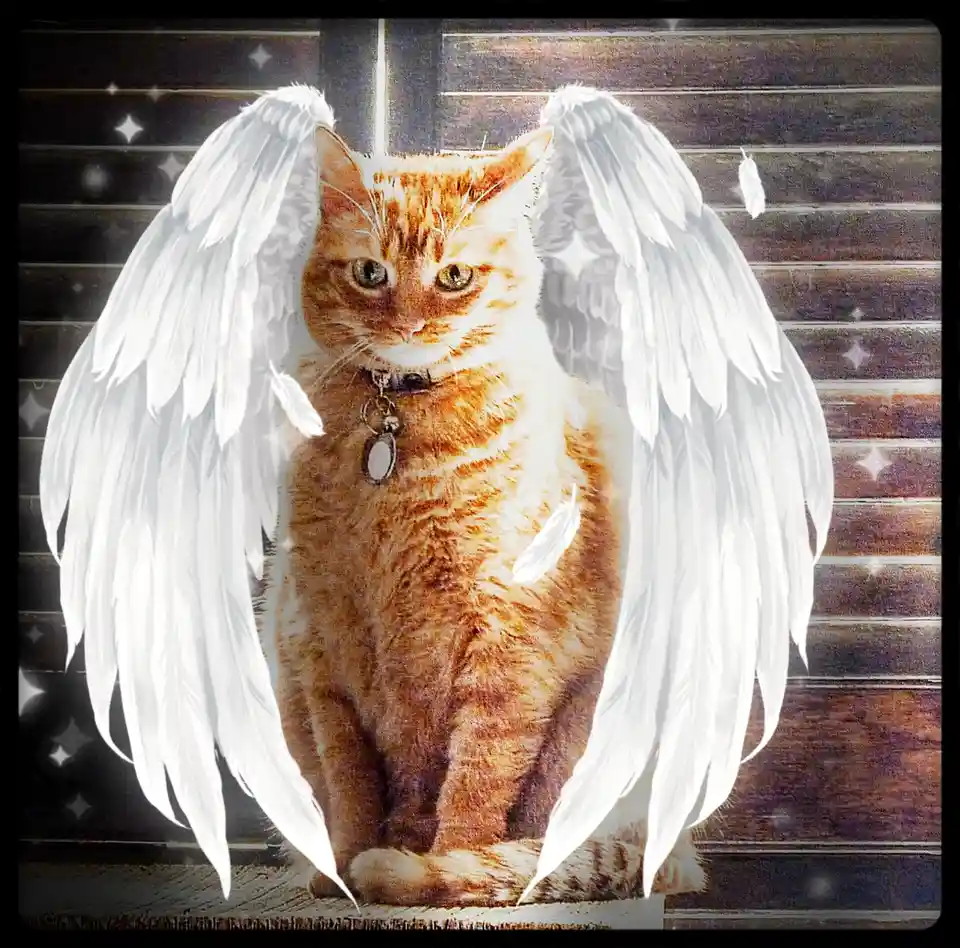 An orange tabby cat with a collar and tag sits solemnly against a wooden background, digitally edited with large white angel…