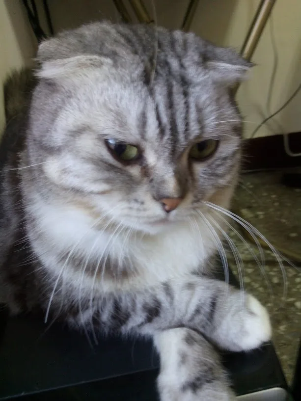 A gray tabby cat with folded ears and a grumpy expression stares directly at the camera, one paw resting on a dark surface…