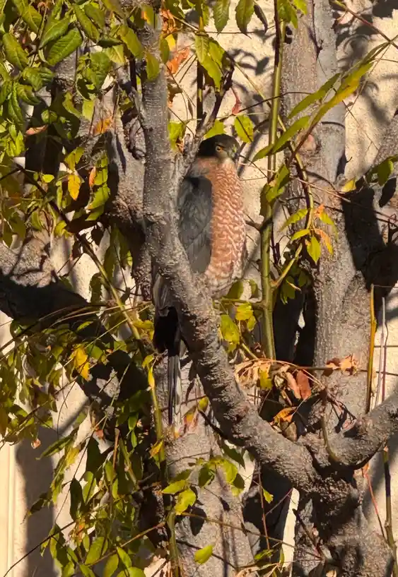 A bird of prey, likely a hawk, perches on a tree branch with green and yellow leaves against a light-colored wall. The bird…