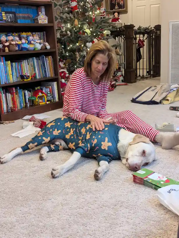 A woman in red-and-white striped pajamas sits on a carpeted floor, gently massaging a large yellow Labrador Retriever that…
