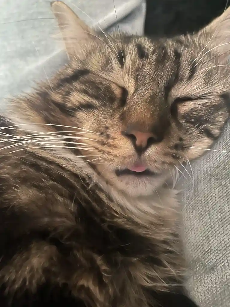 A close-up photo of a fluffy brown tabby cat with its eyes closed and tongue slightly sticking out, appearing deeply relaxed…