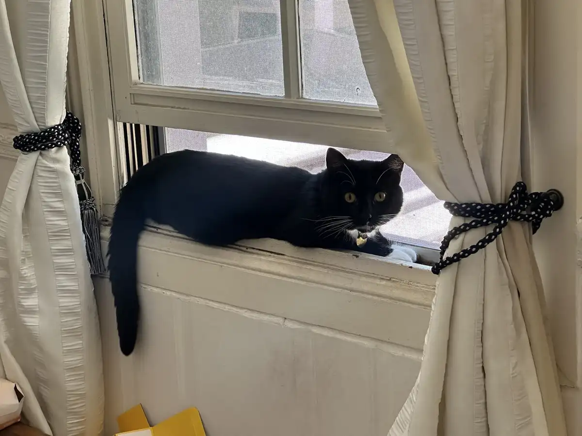 A black cat with white paws and a gold collar lounges on a white windowsill, framed by cream curtains tied with black rope…