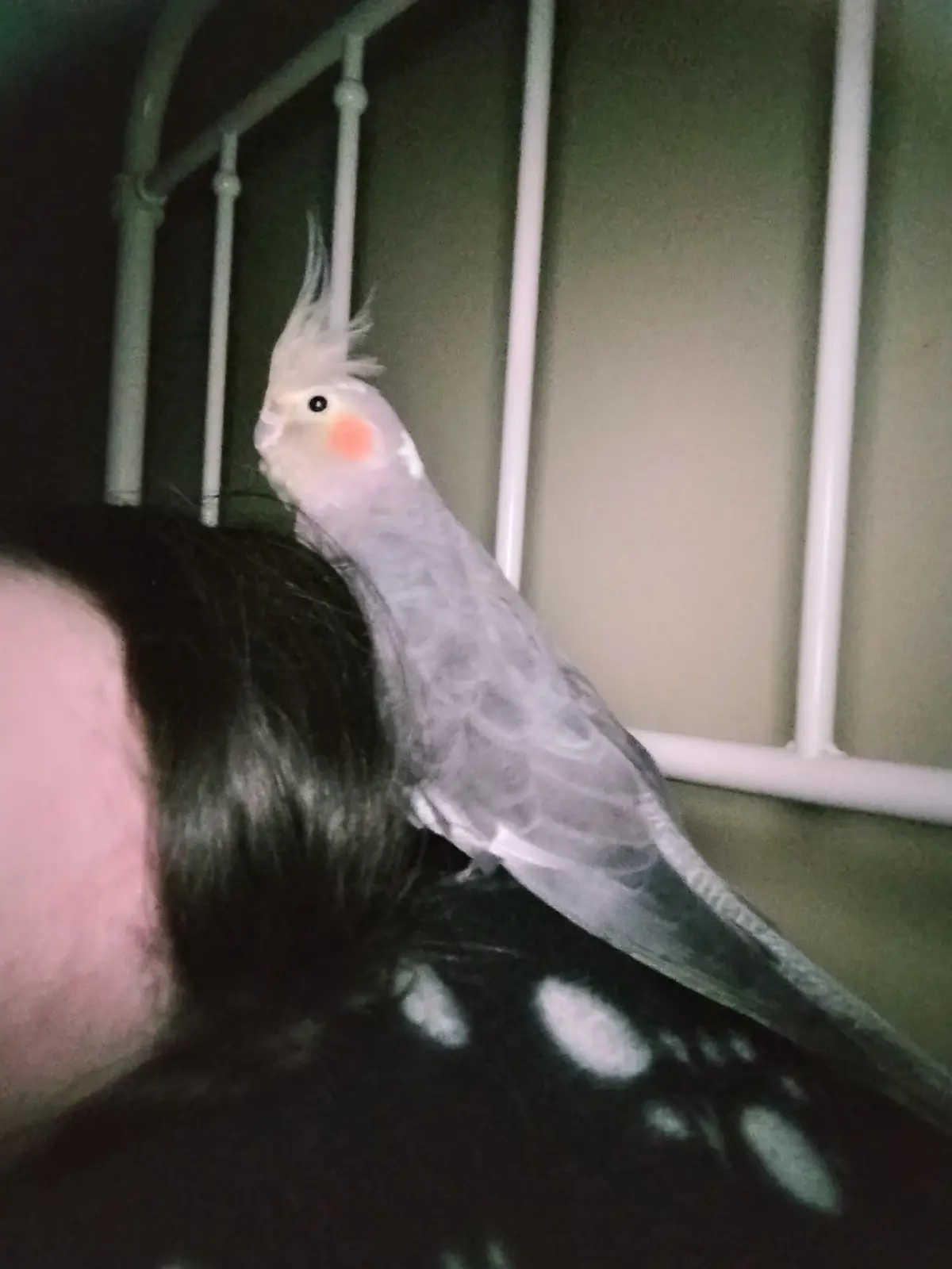 A grey cockatiel with a raised crest and pink cheek patches perches on a person's head, looking alert. The person's dark…