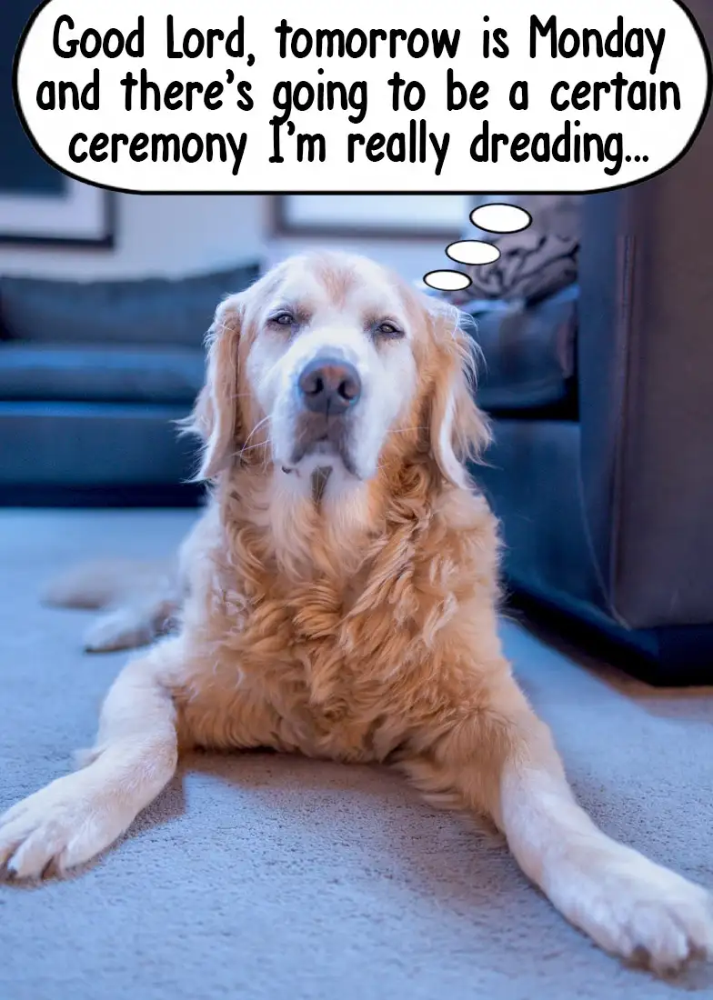 A golden retriever lies on a carpeted floor looking weary and resigned, with three thought bubbles above its head. The…