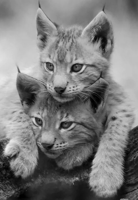 Today's Adorable Feline Highlights