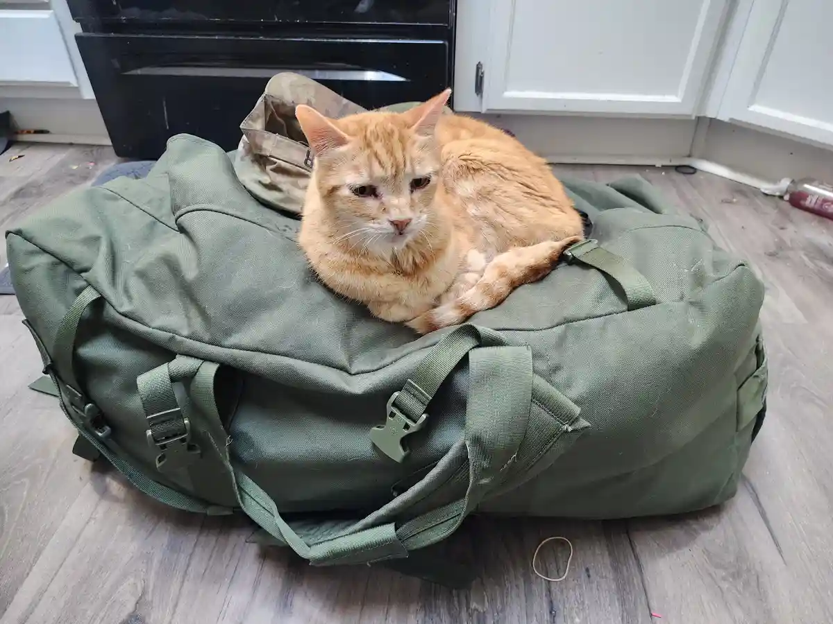 An orange tabby cat with a weary, unimpressed expression sits atop a large olive green duffel bag, which has a…