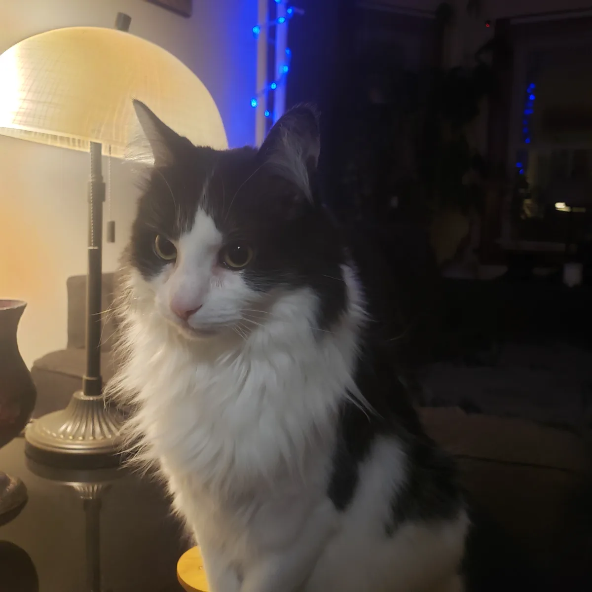 A black and white long-haired cat with a stern, unimpressed expression sits in a dimly lit room next to a lit lamp, looking…