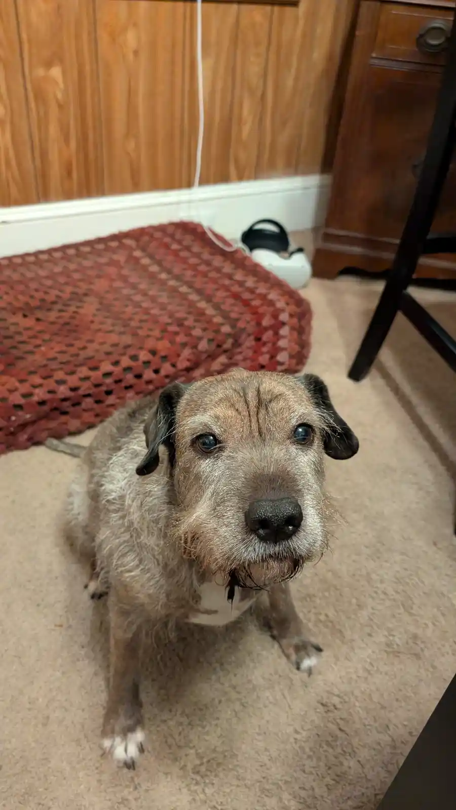 A scruffy, scruffy-faced dog with a wrinkled brow and soulful eyes stares directly at the camera from a carpeted floor…