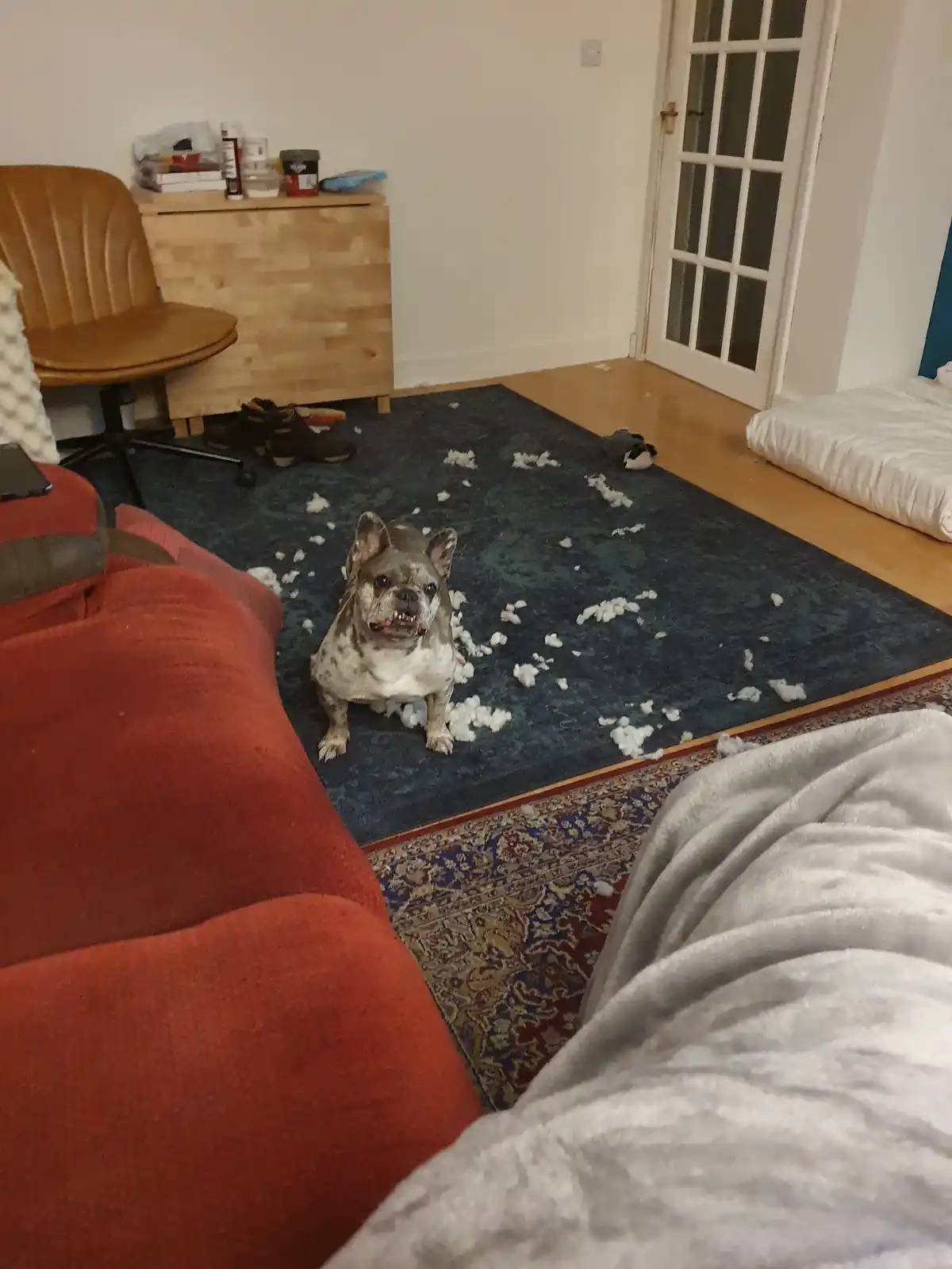 A French bulldog sits in the middle of a dark blue rug surrounded by white stuffing, looking directly at the camera with a…