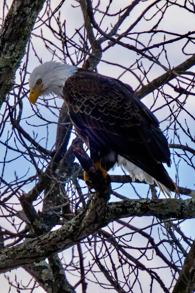 A bald eagle with a white head and dark brown body perches on a bare tree branch, looking down with a calm, slightly…