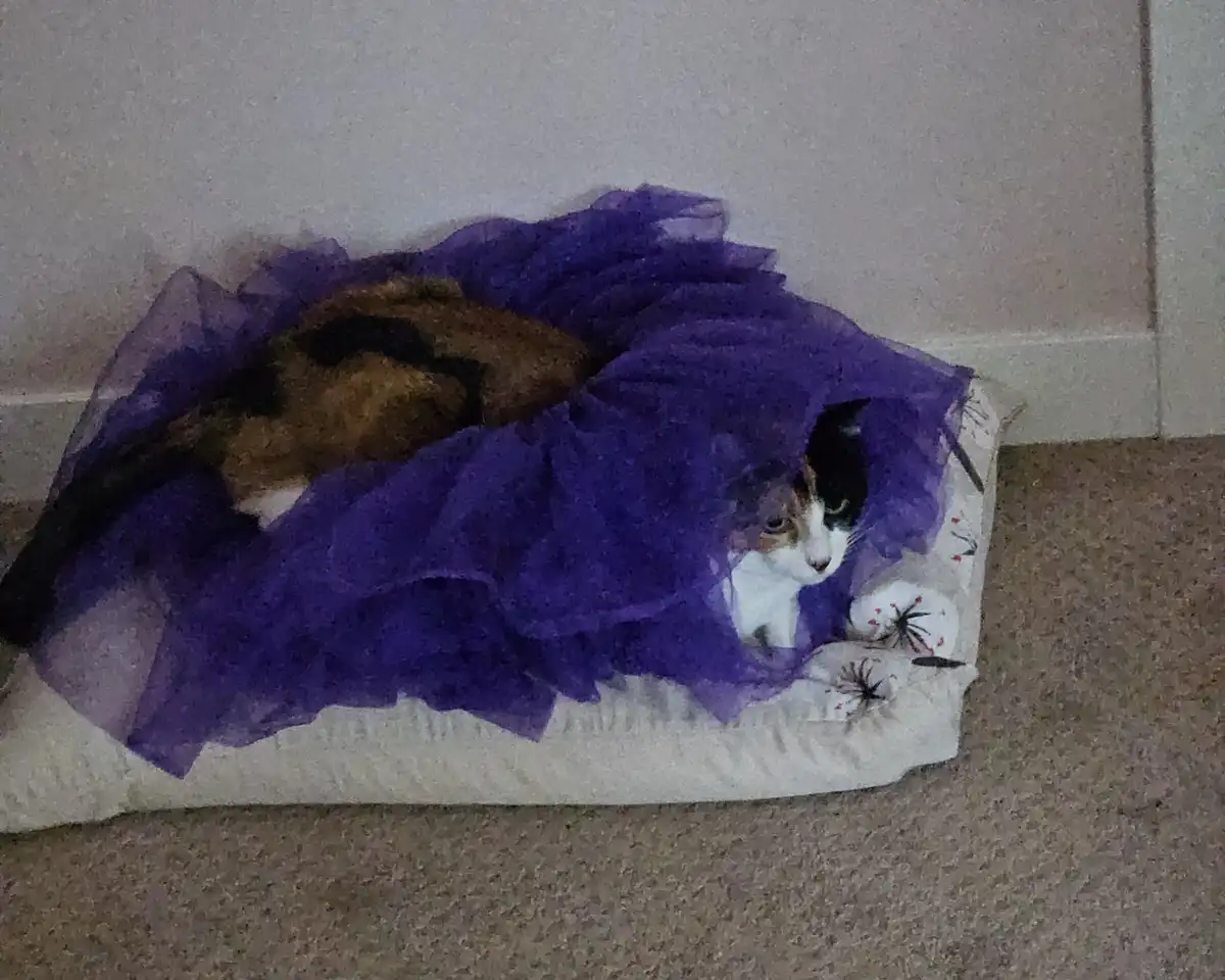 A calico cat is curled up on a white pillow with a floral pattern, partially covered by a purple tulle fabric that drapes…