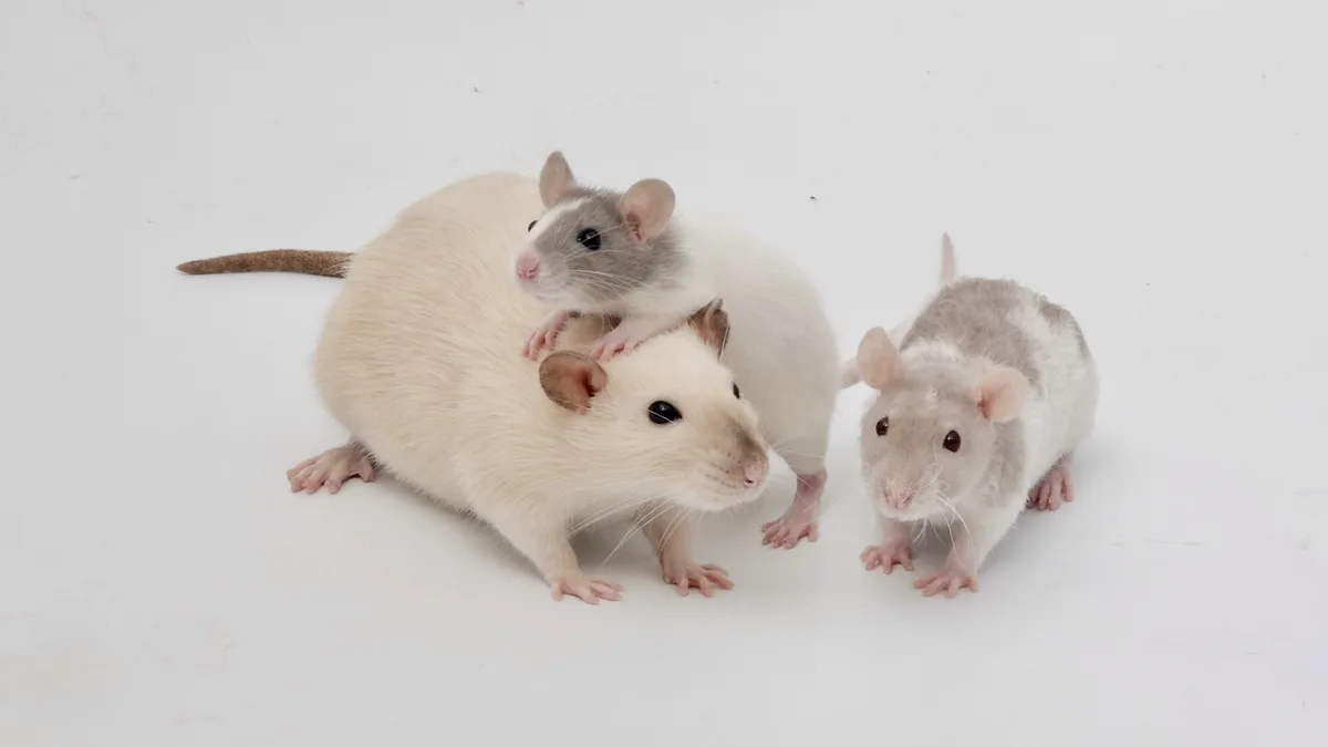 Three rats are photographed against a plain white background. One large white rat has a smaller gray-and-white rat perched…