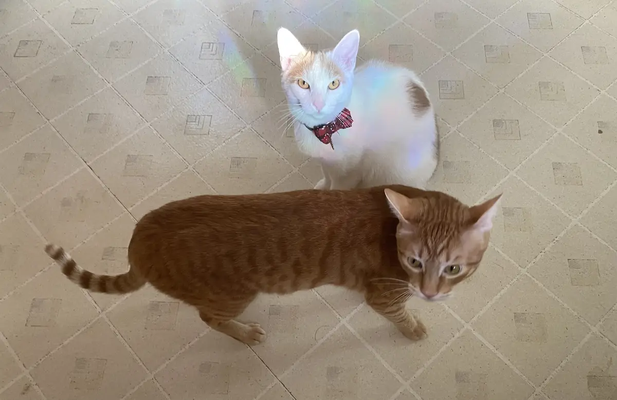 Two cats are on a tiled floor; one is a white and orange cat wearing a red bowtie and glowing with a rainbow aura, looking…