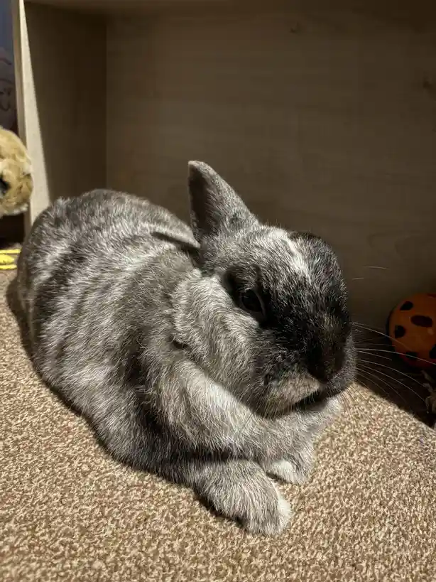 A gray and white rabbit is lying down on a brown carpet inside a wooden enclosure, looking relaxed and slightly sleepy. The…