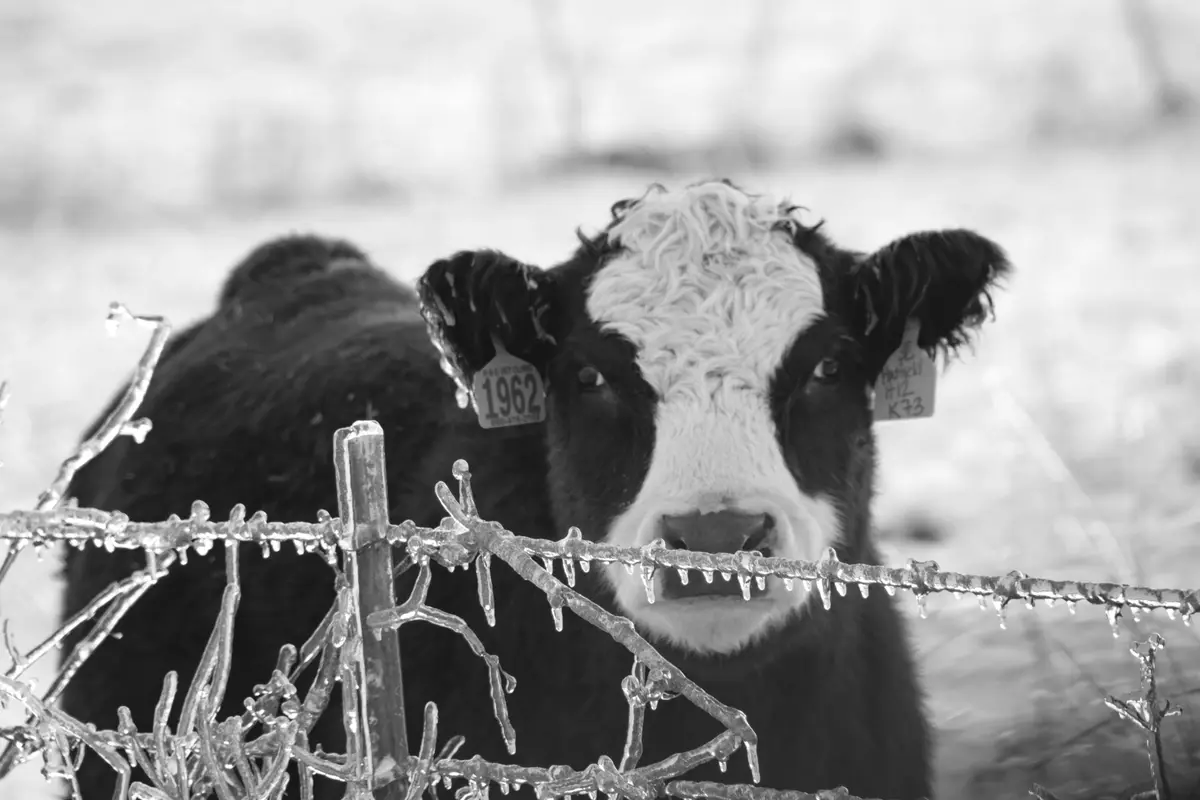 A black-and-white photo of a black-and-white calf with ear tags looking through an icy fence. The calf's left ear tag reads…