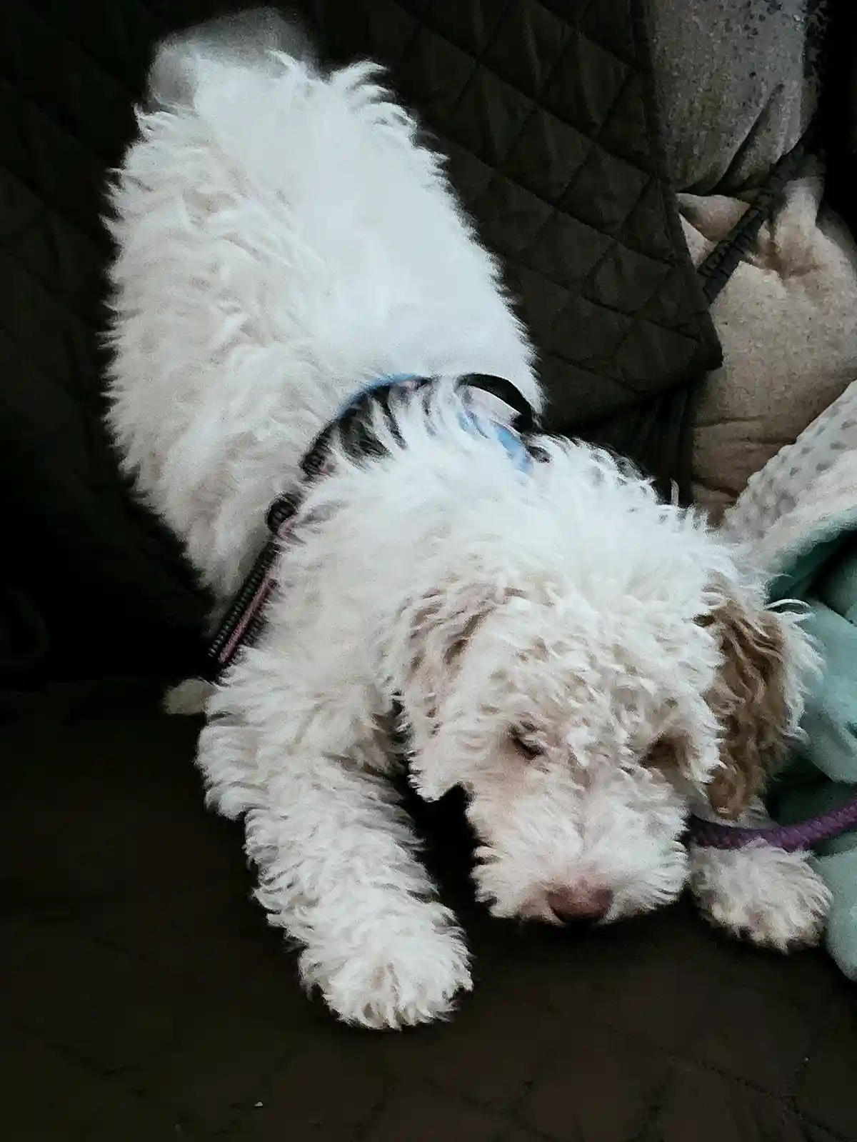 A fluffy white dog with one brown ear is lying down on a dark surface, appearing to be asleep with its eyes closed. It wears…
