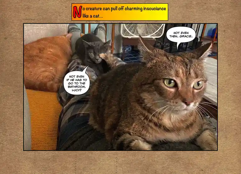 A brown tabby cat stares intensely at the camera while sitting on someone's lap, with a grey cat in the background. Speech…