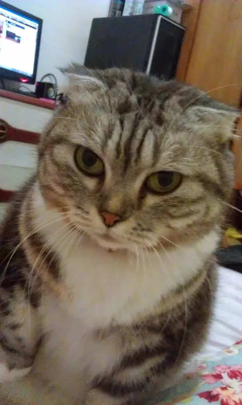 A close-up photo of a tabby cat with wide, unimpressed eyes looking directly at the camera, sitting on a floral-patterned…