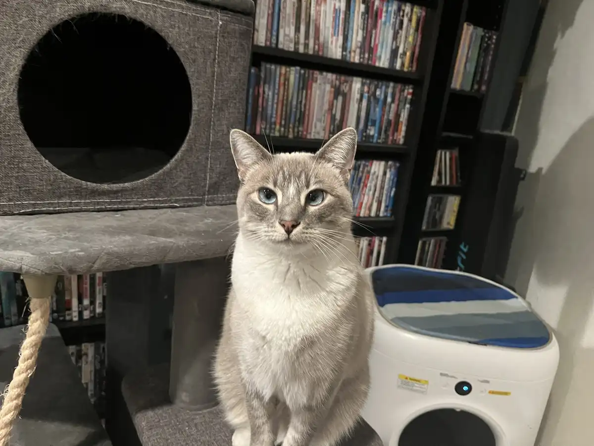 A light gray cat with blue eyes sits upright on a gray cat tree, looking directly at the camera. Behind it is a bookshelf…