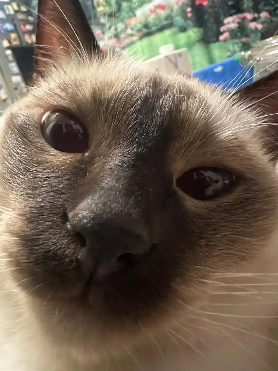 A close-up photo of a cat's face, showing its large, dark eyes and a dark, smudged patch of fur across its nose and…