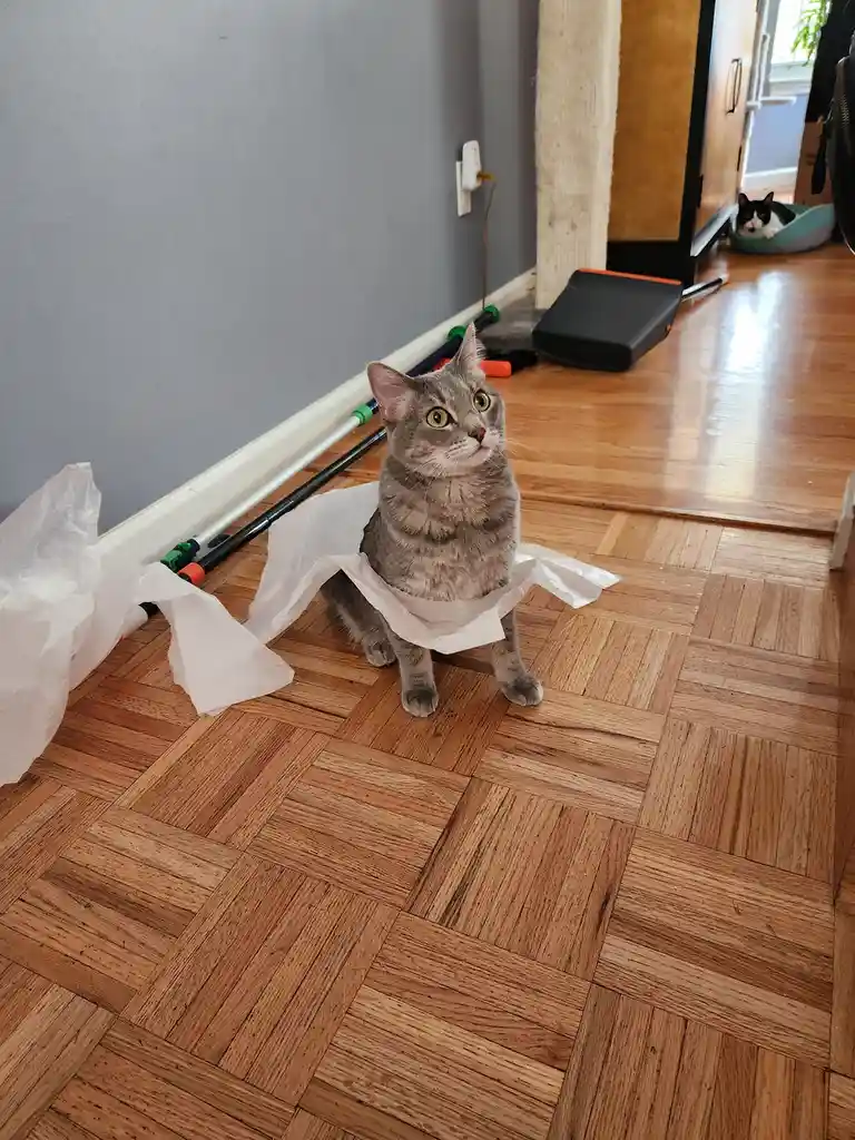 A gray tabby cat sits on a wooden floor with a white paper bag draped around its waist, looking upward with wide eyes. In…