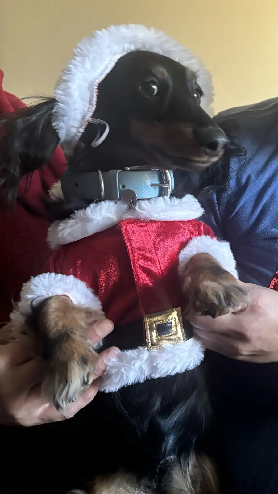 A black and tan dachshund is dressed in a full Santa Claus costume with a red velvet suit, white fur trim, and a matching…