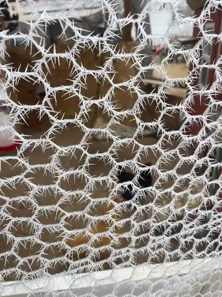 A close-up photo shows a window or mesh covered in intricate, spiky frost patterns, with a blurry black chicken visible…