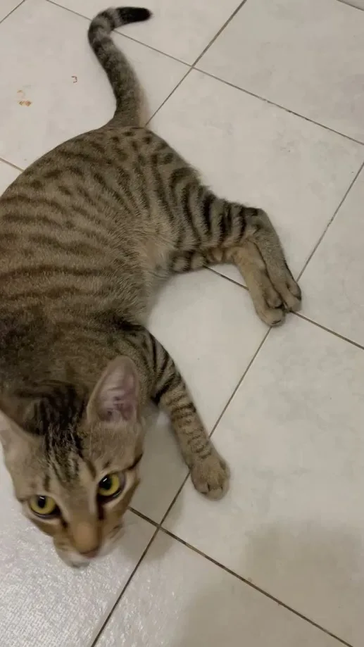 A tabby cat lies sprawled on a tiled floor, its body stretched out with one leg bent and the other extended, looking up with…